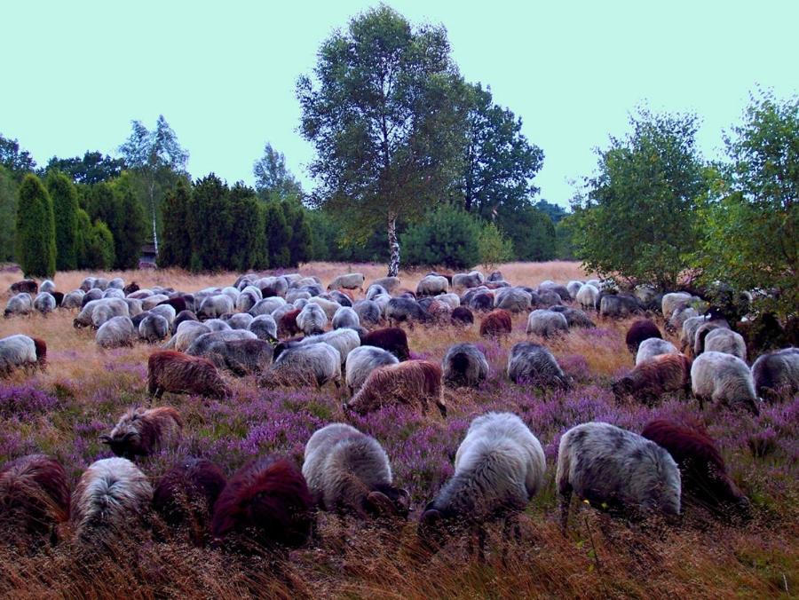 Landgasthof Heidetal Betzendorf Esterno foto